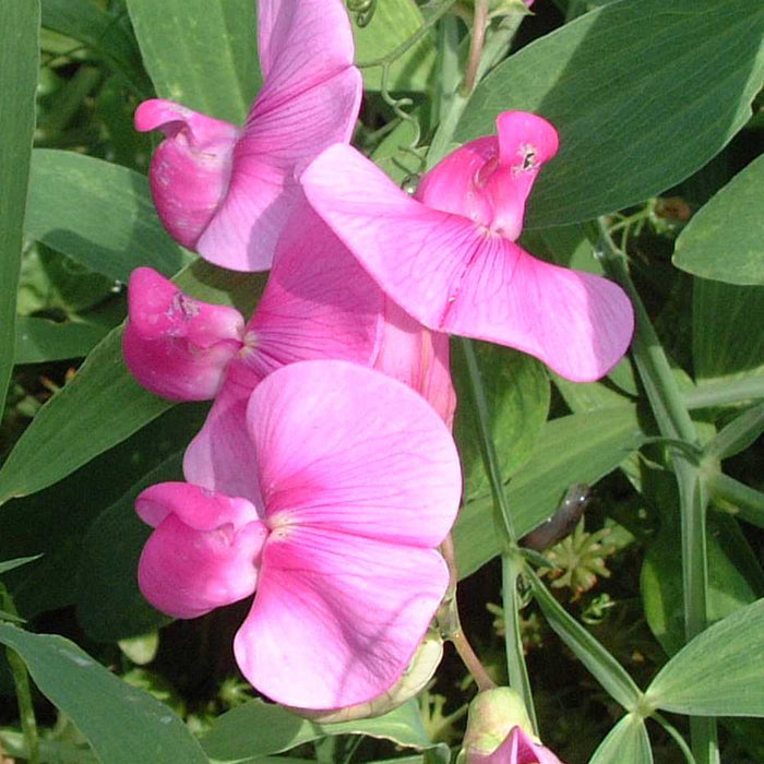 Lathyrus latifolius (Broad-leaved Everlasting Pea) - Red with red pink petals