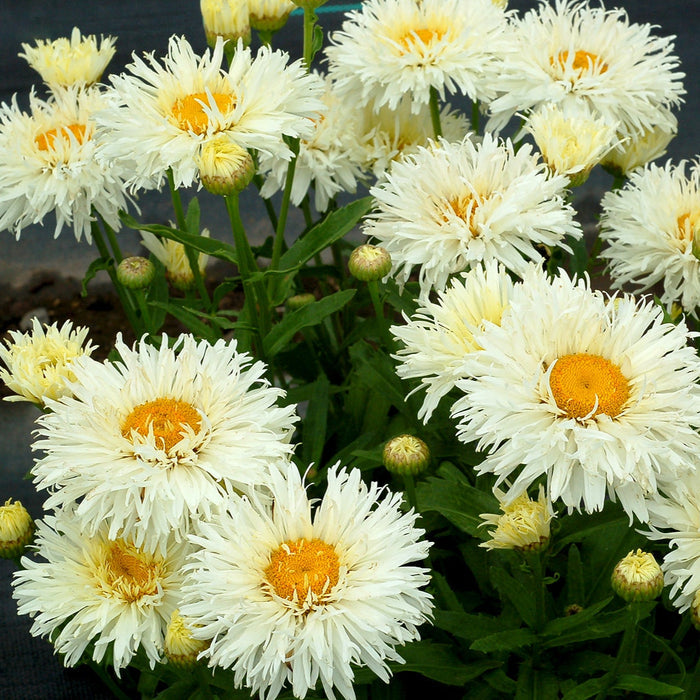 Buy Leucanthemum × superbum 'Coconut' online UK