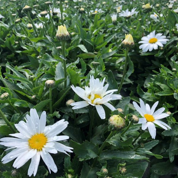 Leucanthemum × superbum 'Madonna'
