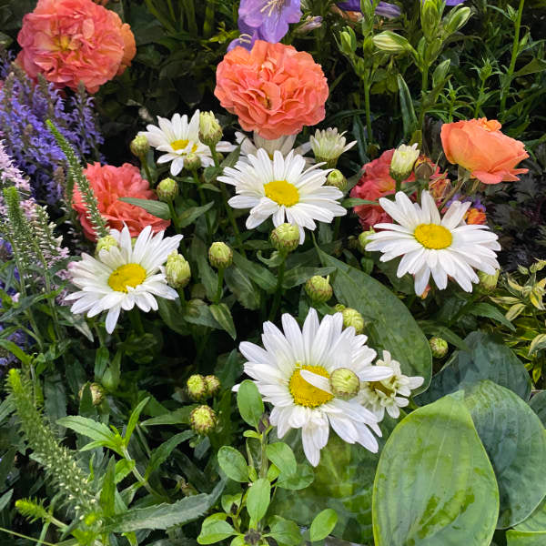 Leucanthemum × superbum 'Madonna'