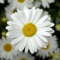 Buy Leucanthemum × superbum 'Western Star Taurus' online UK