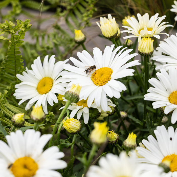 Buy Leucanthemum × superbum 'Western Star Taurus' online UK