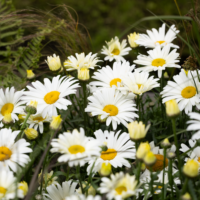 Buy Leucanthemum × superbum 'Western Star Taurus' online UK