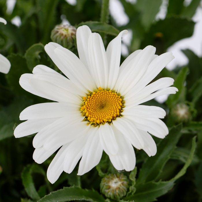 Buy Leucanthemum × superbum 'Western Star Taurus' online UK