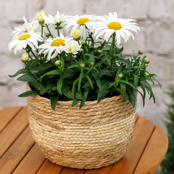 Buy Leucanthemum × superbum 'Western Star Taurus' online UK