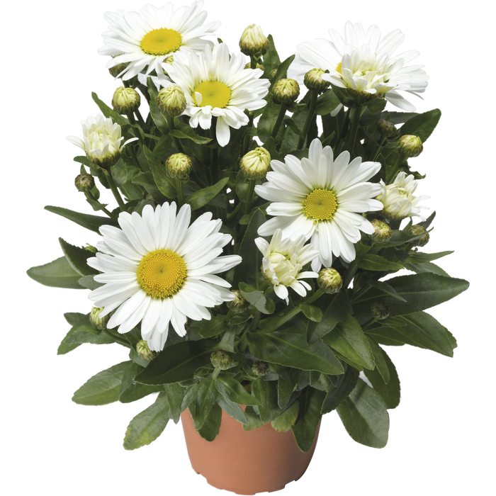 Buy Leucanthemum × superbum 'Western Star Taurus' online UK