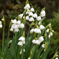 Buy Leucojum aestivum 'Bridesmaid' Bulbs online UK