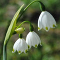 Buy Leucojum aestivum 'Gravetye Giant' Bulbs online UK