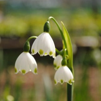 Buy Leucojum aestivum 'Gravetye Giant' Bulbs online UK