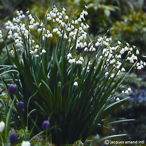 Buy Leucojum aestivum 'Gravetye Giant' Bulbs online UK