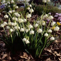 Buy Leucojum vernum (Spring Snowflake) Bulbs online UK
