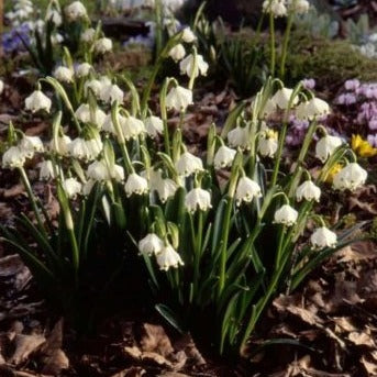 Buy Leucojum vernum (Spring Snowflake) Bulbs online UK