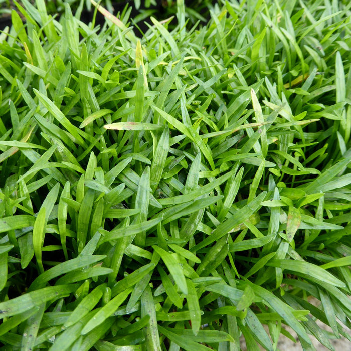 Buy Lilaeopsis brasiliensis (Micro Sword) online UK