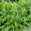 Buy Lilaeopsis brasiliensis (Micro Sword) online UK