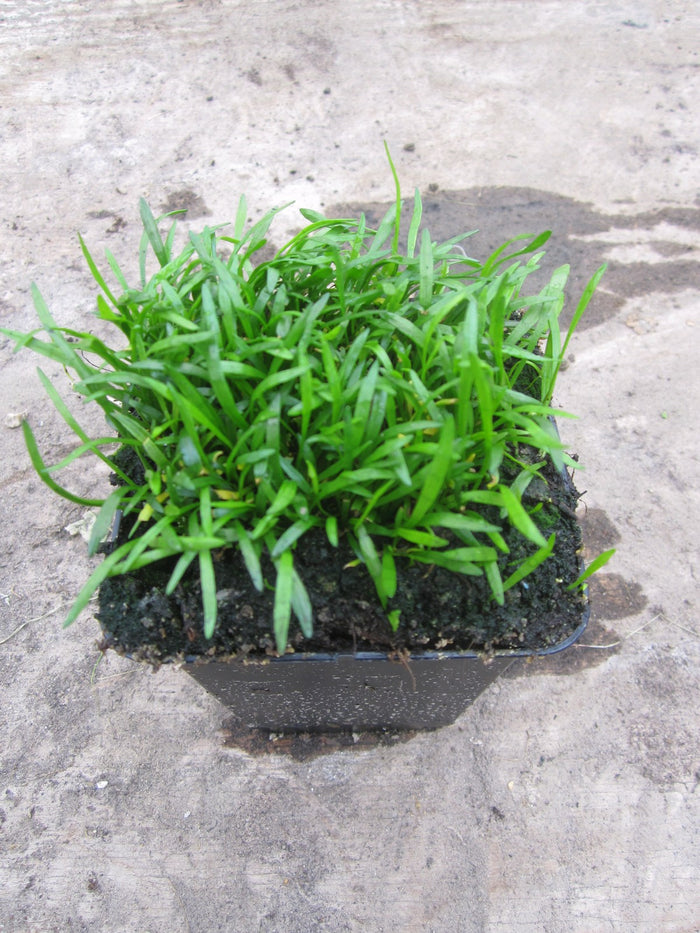Buy Lilaeopsis brasiliensis (Micro Sword) online UK