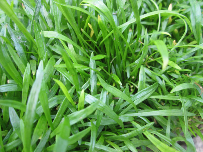 Buy Lilaeopsis brasiliensis (Micro Sword) online UK