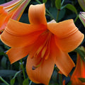 Buy Lilium 'African Queen' Bulbs online UK