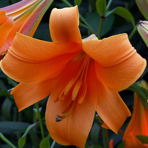 Buy Lilium 'African Queen' Bulbs online UK