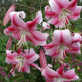 Buy Lilium 'Anastasia' Bulbs online UK