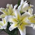Buy Lilium 'Belcastro' Bulbs online UK