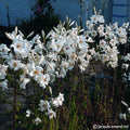 Buy Lilium candidum (Madonna Lily) Bulbs online UK