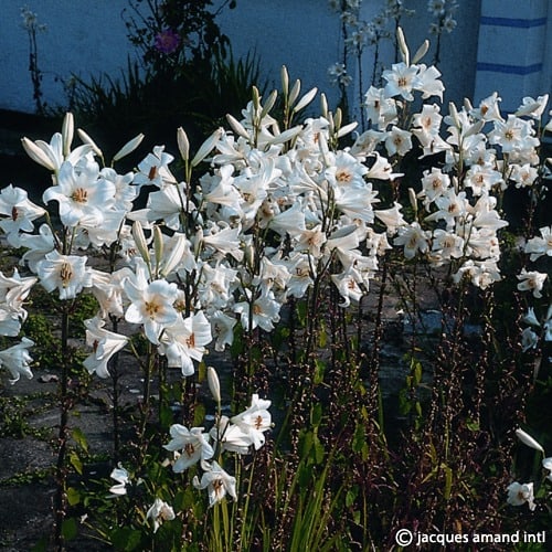 Buy Lilium candidum (Madonna Lily) Bulbs online UK