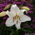 Buy Lilium 'Casa Blanca' Bulbs online UK