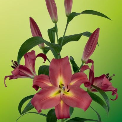 Buy Lilium 'Empoli' Bulbs online UK