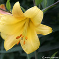 Buy Lilium 'Golden Splendour' Bulbs online UK