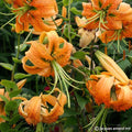 Buy Lilium henryi (Henry's Lily) Bulbs online UK