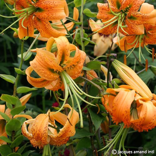 Buy Lilium henryi (Henry's Lily) Bulbs online UK