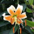 Buy Lilium 'Lady Alice' Bulbs online UK