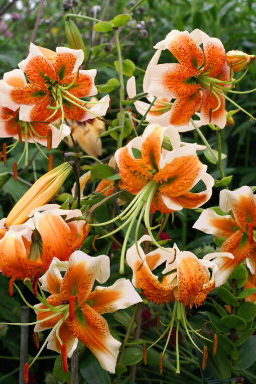 Buy Lilium 'Lady Alice' Bulbs online UK