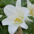 Buy Lilium longiflorum 'Vuvuzela' Bulbs online UK