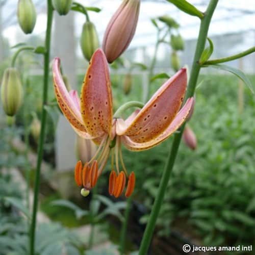 Buy Lilium martagon 'Fairy Morning' Bulbs online UK