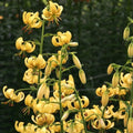 Buy Lilium martagon 'Golden Morning' Bulbs online UK