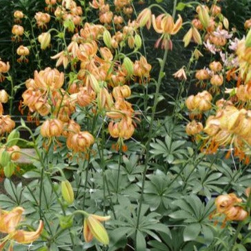 Buy Lilium martagon 'Peppard Gold' Bulbs online UK