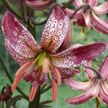 Buy Lilium martagon (Turk's Cap Lily) Mixed Bulbs online UK