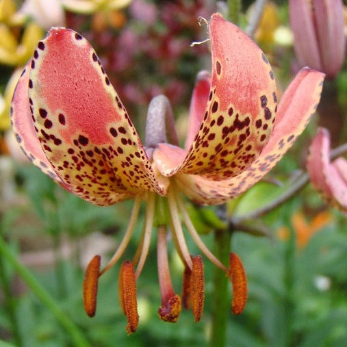 Buy Lilium martagon (Turk's Cap Lily) Mixed Bulbs online UK