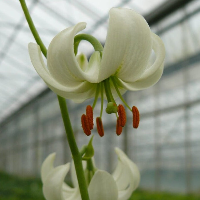 Buy Lilium martagon (Turk's Cap Lily) Mixed Bulbs online UK