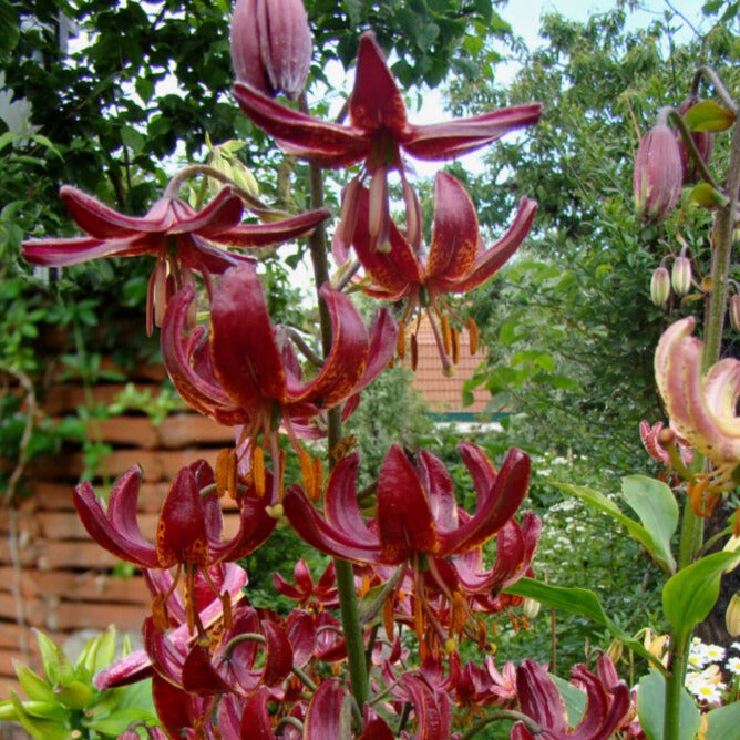 Buy Lilium martagon (Turk's Cap Lily) Mixed Bulbs online UK