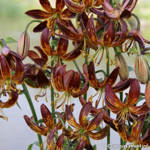 Buy Lilium martagon (Turk's Cap Lily) Mixed Bulbs online UK