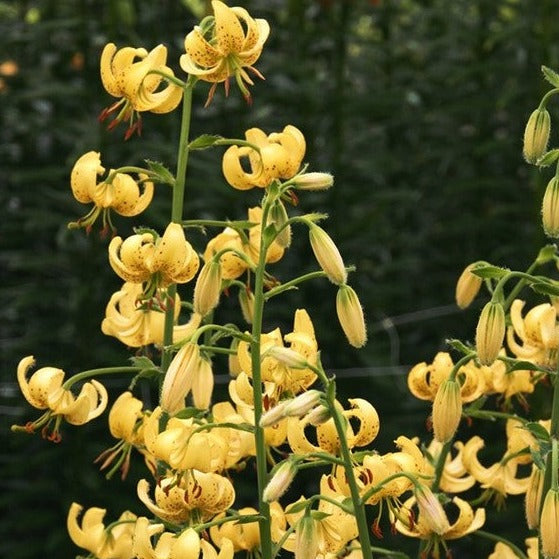 Buy Lilium martagon (Turk's Cap Lily) Mixed Bulbs online UK