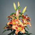 Buy Lilium 'Montego Bay' Bulbs online UK