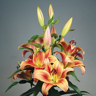 Buy Lilium 'Montego Bay' Bulbs online UK