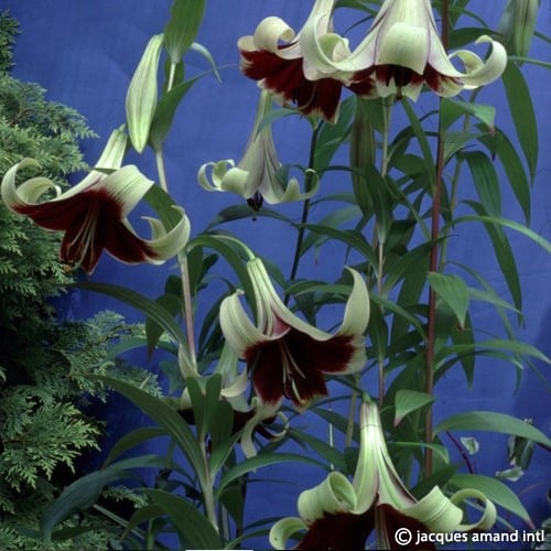 Buy Lilium nepalense (Lily of Nepal) Bulbs online UK