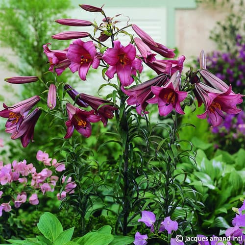 Buy Lilium 'Pink Perfection' Bulbs online UK