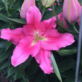 Buy Lilium 'Praiano' Bulbs online UK
