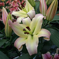 Buy Lilium 'Pretty Woman' Bulbs online UK