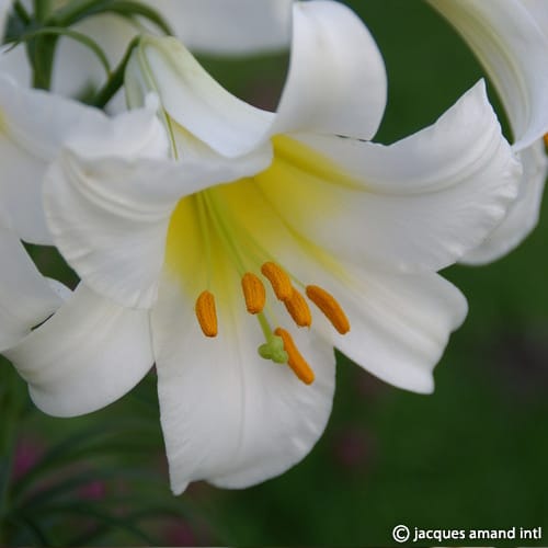 Buy Lilium regale 'Album' (White Regal Lily) Bulbs online UK